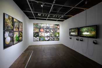 Janaina Tschäpe - installation view of 